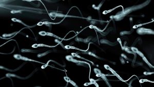 sperma