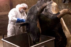 Σπογγώδης εγκεφαλοπάθεια- δείτε πώς μεταδίδεται και πώς θεραπεύεται!