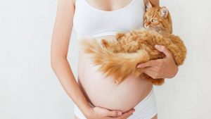 toxoplasmwsi