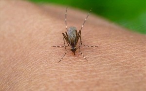 Πώς να προστατευθείτε από τα κουνούπια το καλοκαίρι