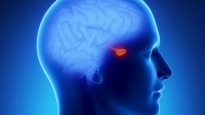 υποθάλαμος