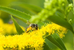 αλλεργίες από μέλισσες